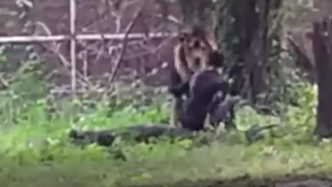 Disturbed man enters the lions’ enclosure at Zoo #crazypeople #Zoo