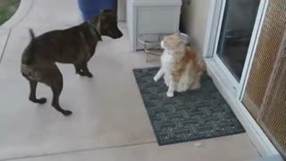 Cat Shows Extreme Dose Of Patience With Energetic Dog