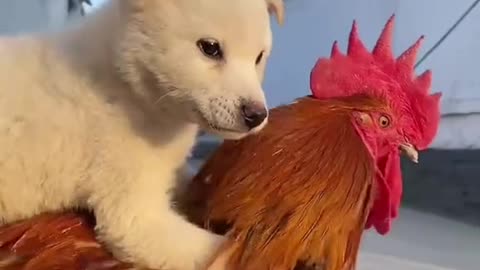 Cute dog on hen 😁 funny video 🤣