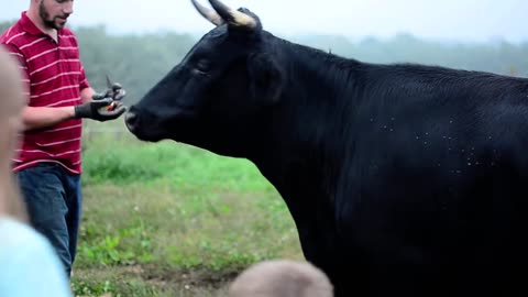 Hand Feeding Our Dexter Steer Apples