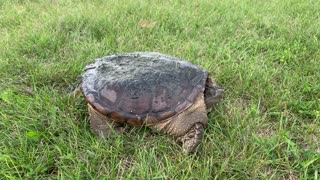 River turtle in Winnipeg city park