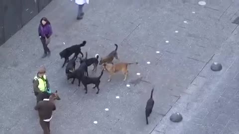 Pack of street dogs attacking police k9 dogs ! Must watch