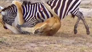 This zebra actually killed a lioness How did it do,VIRAL,ESCAPE,