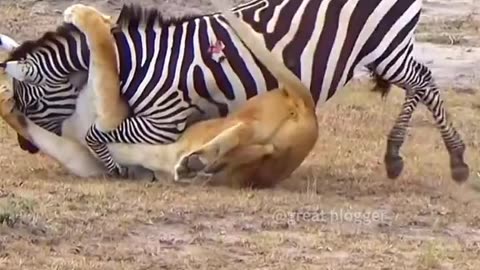This zebra actually killed a lioness How did it do,VIRAL,ESCAPE,