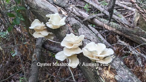 Chesapeake and Ohio Canal National Historical Park - Hike / Kurz Tour