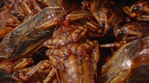 Eating Insects: Survival Stories and Cultural Traditions