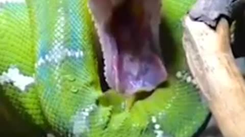 Green python snack yawning color so beautiful