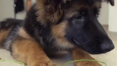 Cute slow motion of puppy floppy ears trying to eat parsley