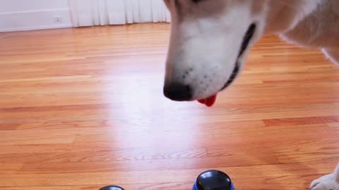 Dog Tries Talking Buttons and Uses Them to SWEAR! 2021