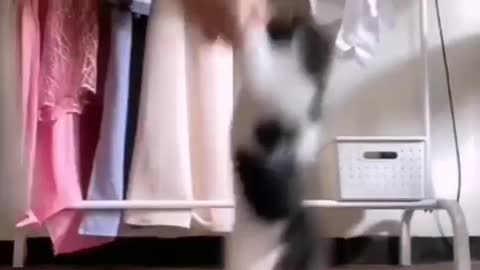 Dancing little cat