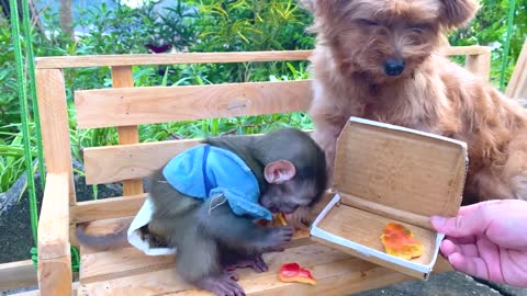 Monkey Baby Bip Bip and puppy eat mini pizza the latest funny animal videos for monkeys