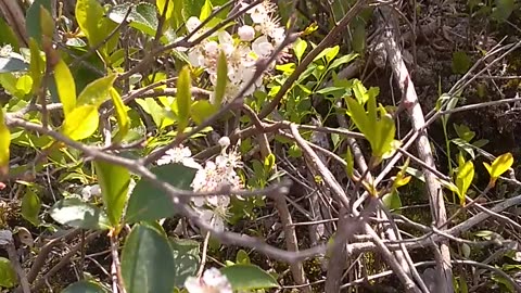 Black Chokecherry Shrub