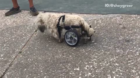 Brown dog walking with pet wheelchair