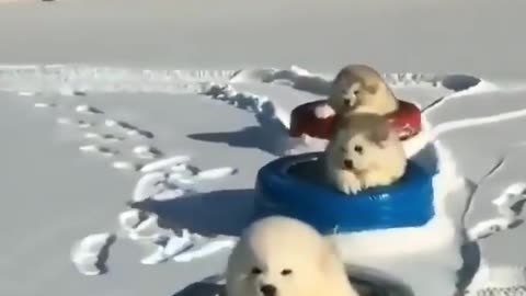 Snow pups on the move!