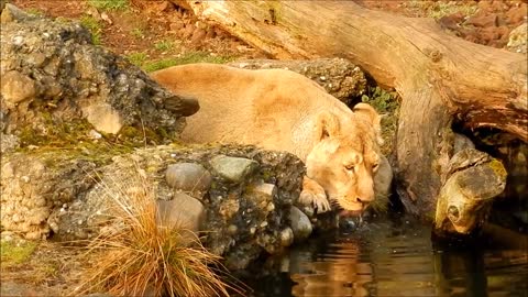 Big and beautiful cats drink