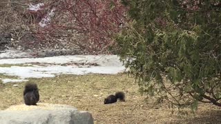 Black Squirrels Feeding among others