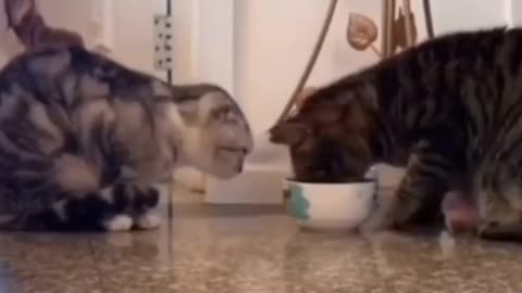 Two cats are sharing food