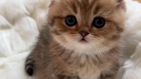 A little cute cat