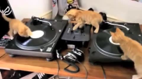 DJ Kitty! So cute baby cats djling