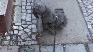 Black fluffy dog handstand pee