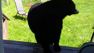 Known Black Bear Eating Cookies From Her Hand