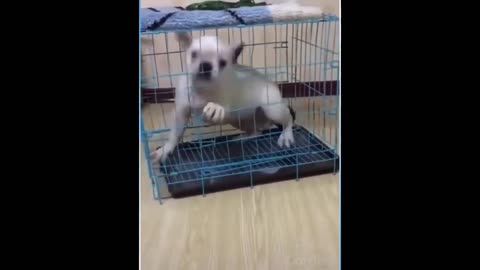 Funny animal so cute