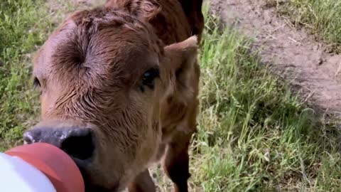 Funny Calf Wandering in the Field to drink milk from the bottle in the morning