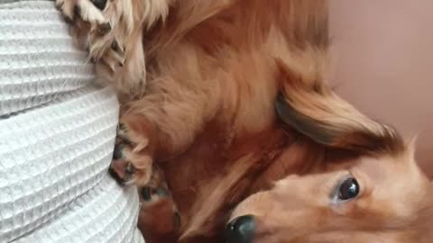 Dachshund is sleeping leaning on the sofa.