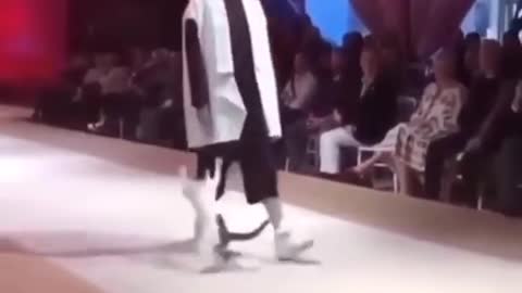 REAL CAT WALK