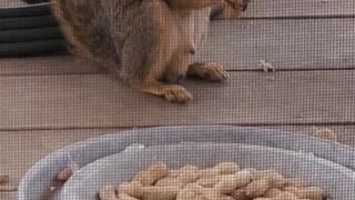 Squirrel on Back Porch