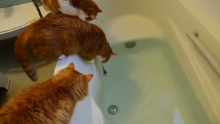 A cat fell into the bath tub