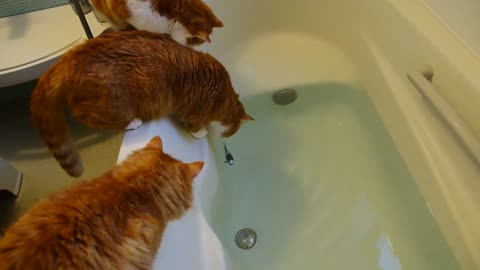 A cat fell into the bath tub