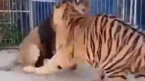 Lion vs tiger