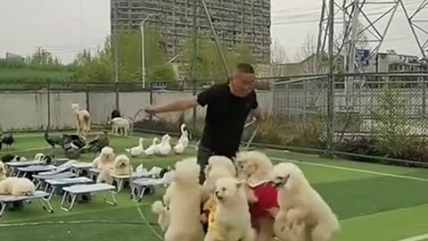 Wandarfull videos-funny dogs and playing with Man