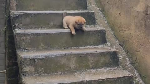 This little puppy is so stubborn. The stairs in the snow