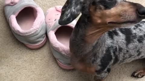 Dachshund adorably puffs out cheeks