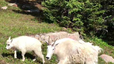 Hanging With Some Mountain Goats