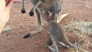 Baby Kangaroo Hops Outside of Mama's Pouch