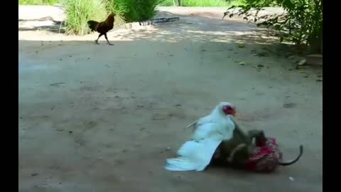 Pet Monkey Fights With Rooster