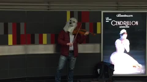 Woofgang man with dog mask plays violin