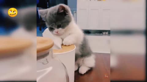 Funny cats enjoy together 🤣🤣