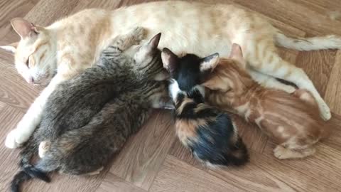 Mom Cat Feeding Small Kitty