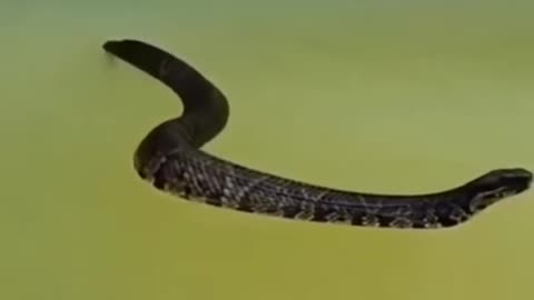 cobra snake di