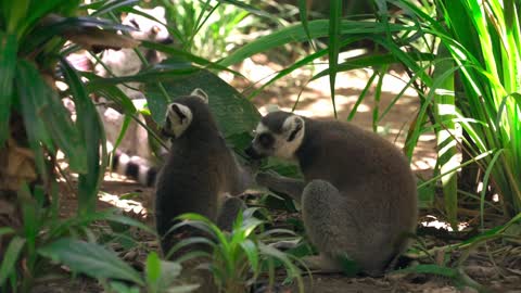 Group of Lemurs Eating Leaves Outdoors 2022