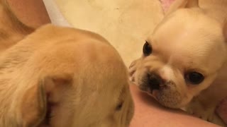 French Bulldog Puppies Try Howling