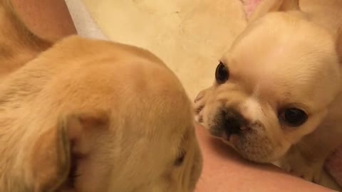 French Bulldog Puppies Try Howling