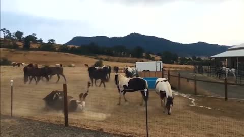 Rescued horses playing in water to stay cool on a hot day