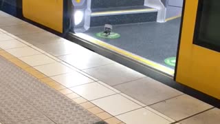 Pigeon Catches The Sydney Train