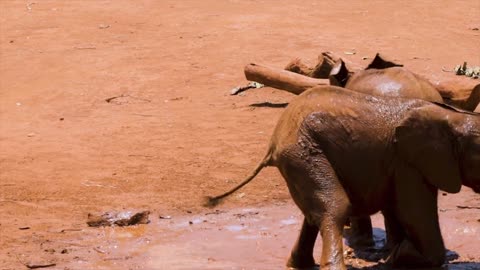 Bathing little elepant