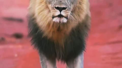 Lion parading